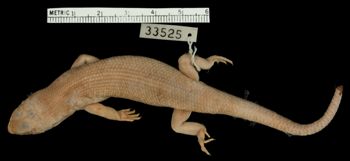 Media type: image;   Herpetology R-33525 Aspect: dorsal